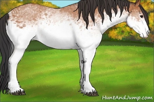 Horse Color:White Spotted Bay 