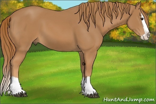 Horse Color:Chestnut Splash 