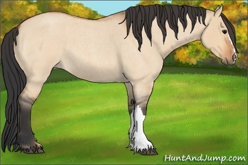 Horse Color:Bay Roan Dun 