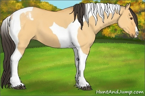 Horse Color:Buckskin Dun Tobiano