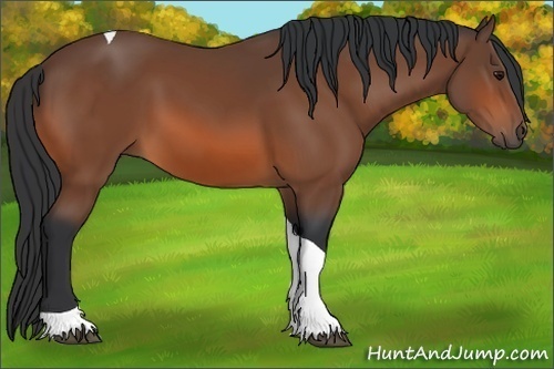 Horse Color:Bay Tobiano 