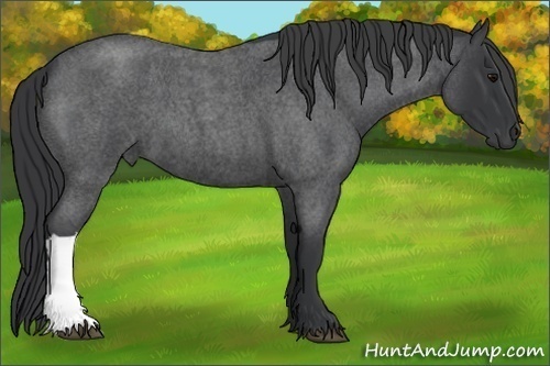 Horse Color:Blue Roan 
