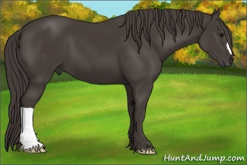Horse Color:Smoky Black