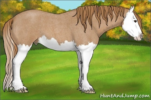 Horse Color:Red Roan Splash 