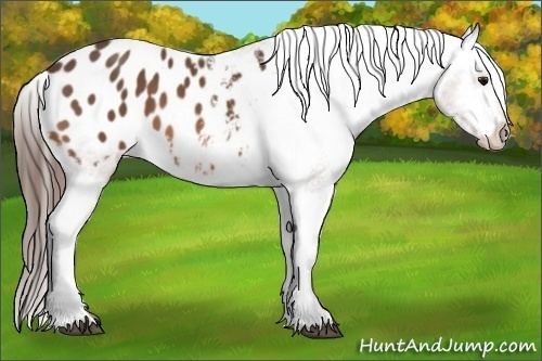 Horse Color:Bay Appaloosa Rabicano 