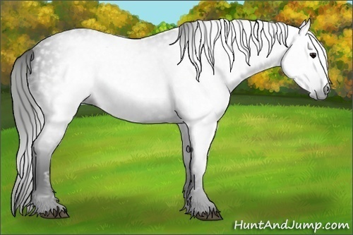 Horse Color:Gray Black 