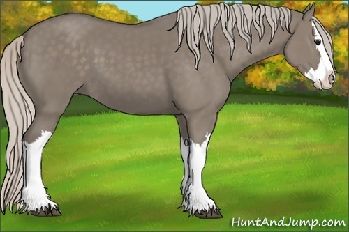 Horse Color:Silver Grullo Splash