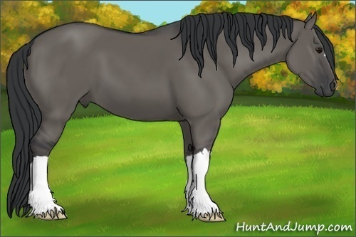Horse Color:Grullo 