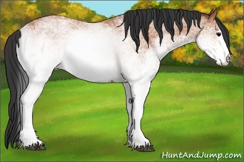 Horse Color:White Spotted Bay 