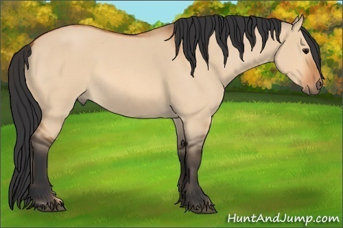Horse Color:Bay Roan Dun 