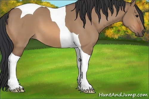 Horse Color:Bay Dun Tobiano