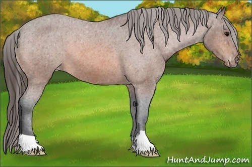 Horse Color:Bay Roan Appaloosa 