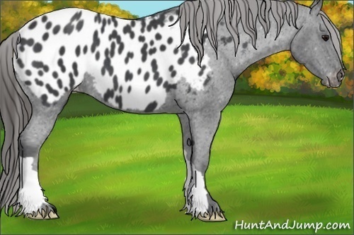 Horse Color:Blue Roan Appaloosa 