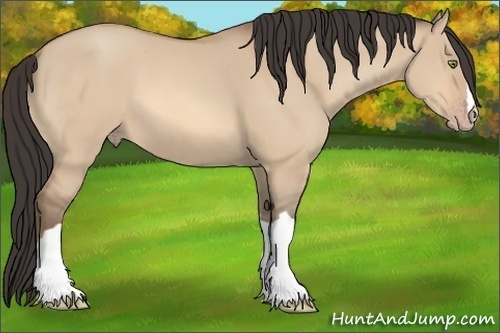 Horse Color:Amber Champagne Dun