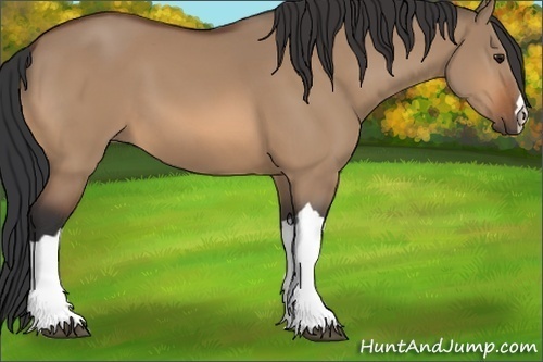 Horse Color:Bay Dun