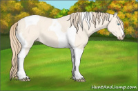 Horse Color:Perlino Dun Tobiano 
