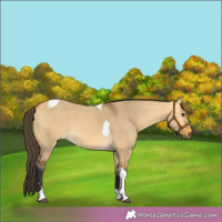 Horse Color:Buckskin Dun Tobiano 