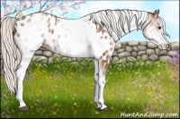 Horse Color:White Spotted Silver Bay Near Leopard Rabicano 