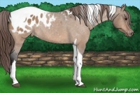 Horse Color:Bay Dun Tobiano Blanket Rabicano 