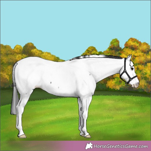 Horse Color:Black Splash Fewspot 
