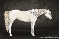 Horse Color:Smoky Creme Dun Tobiano 
