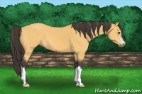 Horse Color:Buckskin 