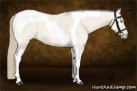 Horse Color:Smoky Creme Dun Tobiano 