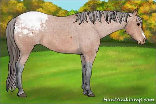 Horse Color: Bay Snowcap 
