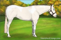Horse Color:Perlino Dun Tobiano 