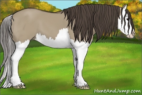 Horse Color:Smoky Grullo Splash 