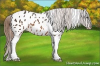 Horse Color:Buckskin Tobiano Near Leopard 