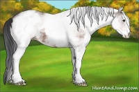 Horse Color:White Spotted Brown 