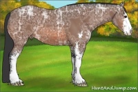 Horse Color:Bay Ice Sabino 