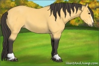 Horse Color:Buckskin Sabino 
