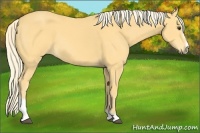 Horse Color:Palomino Sabino 