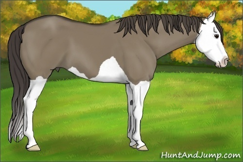 Horse Color: Smoky Grullo Splash 