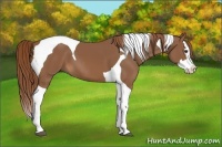 Horse Color:Chestnut Splash Tobiano 