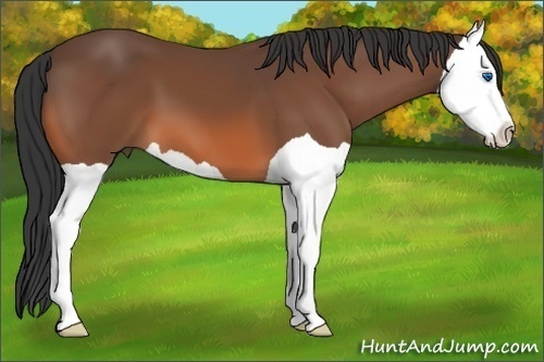 Horse Color: Bay Splash 