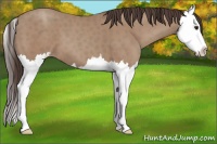 Horse Color:Classic Champagne Sabino Splash 