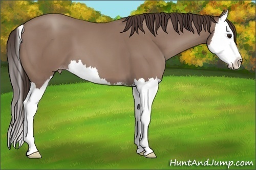 Horse Color: Classic Champagne Sabino Splash 