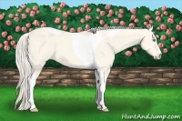 Horse Color:Cremello Dun Tobiano 