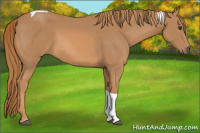 Horse Color:Chestnut Tobiano 