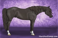 Horse Color:Smoky Black
