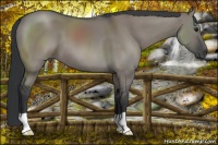 Horse Color:Grullo 