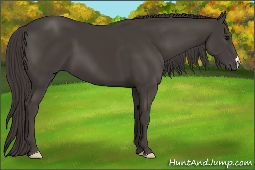 Horse Color: Smoky Black 