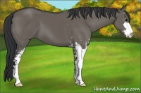 Horse Color:Grullo Sabino 