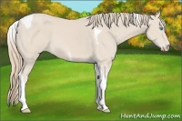 Horse Color:Smoky Creme Tobiano 