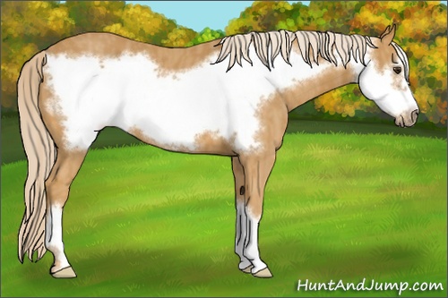 Horse Color: Palomino Frame  Brindle
