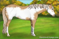 Horse Color:Palomino Frame  Brindle