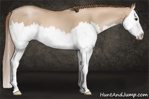 Horse Color: Grullo Pearl Sabino Splash 
